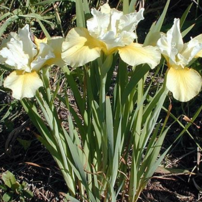 Ирис Саммер Ревелс Ирис Саммер Ревелс фото