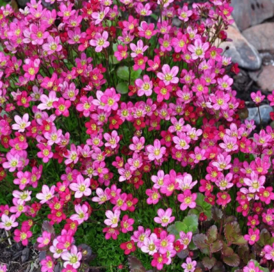 Камнеломка Арендса Розовый ковер Камнеломка Арендса Розовый ковер фото