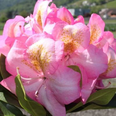 Рододендрон Аркадиус Рододендрон Аркадиус фото