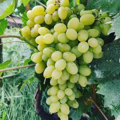 Виноград Ландыш Виноград Ландыш - Dolina-Sad.Ru