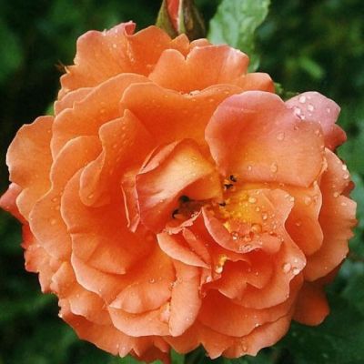 Роза Файрс Спаркс Роза Файрс Спаркс - Dolina-Sad.Ru