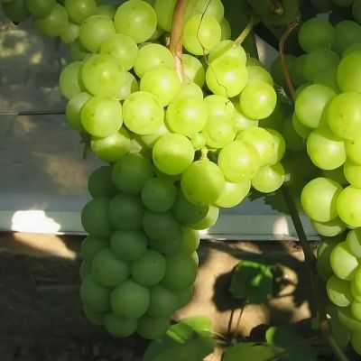 Виноград Алма-Атинский Виноград Алма-Атинский - Dolina-Sad.Ru