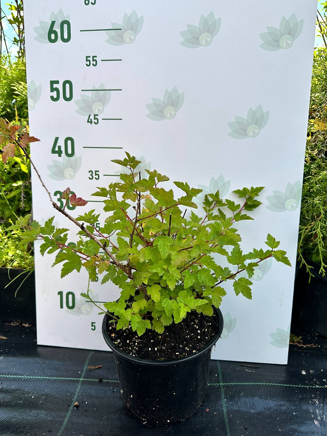 Пузыреплодник головчатый Тильден Парк, С3 - Dolina-Sad.Ru