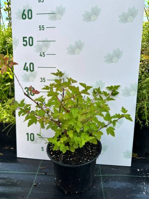 Пузыреплодник головчатый Тильден Парк, С3 - Dolina-Sad.Ru