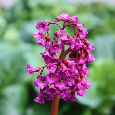 Бадан Абендглют - Dolina-Sad.Ru