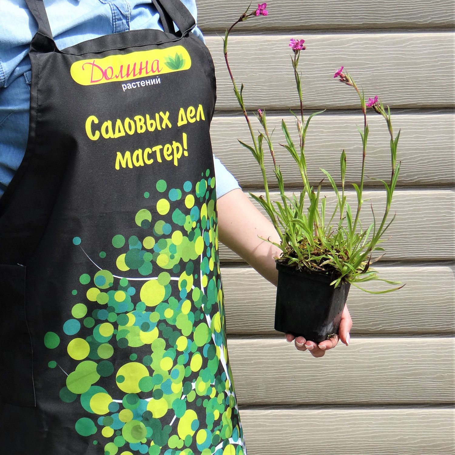 Лихнис вискария (смолка) "Плена" фото