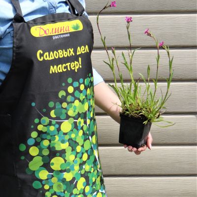 Лихнис вискария (смолка) "Плена" фото