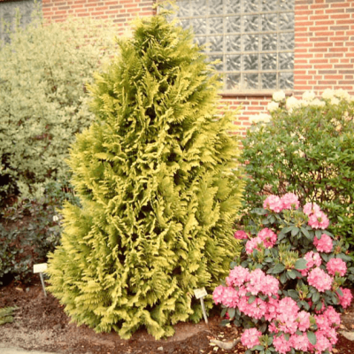 Кипарисовик Лавсона Голден Вандер фото