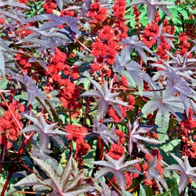 Клещевина Импала бронзовая Клещевина Импала бронзовая фото