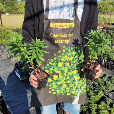 Лилия Вива ла Вида Лилия Вива ла Вида фото