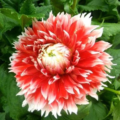 Георгина Ноел Георгина Ноел фото