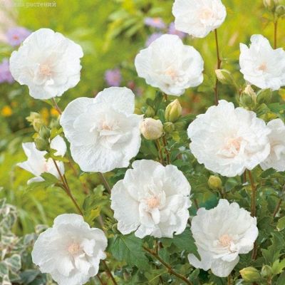 Гибискус сирийский Уайт Чиффон Гибискус сирийский Уайт Чиффон фото