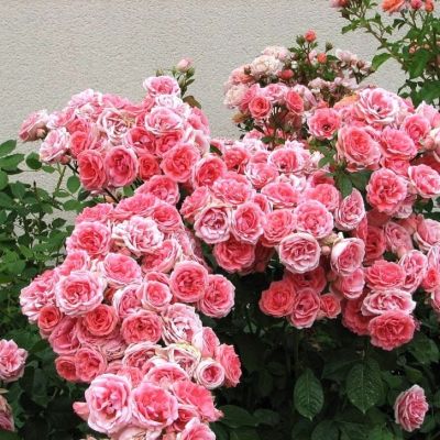 Роза Кимоно Роза Кимоно фото