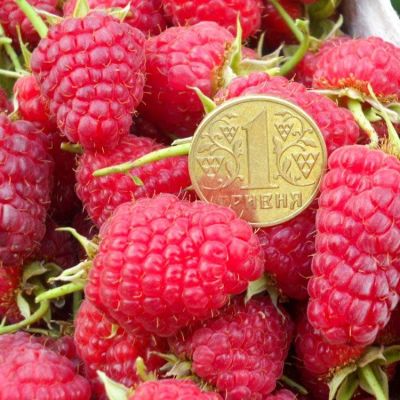 Малина Полана (супер ремонтантная), C3 (2 года) - Dolina-Sad.Ru