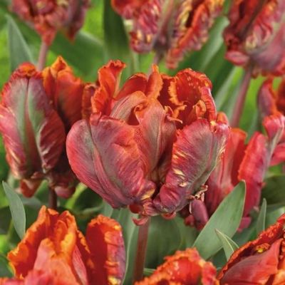 Тюльпан Блюмекс Фаворит Тюльпан Блюмекс Фаворит фото