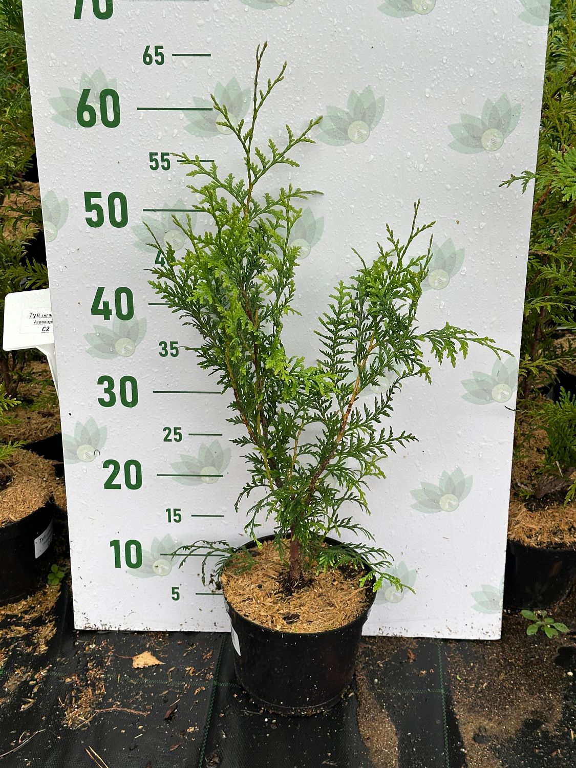 Туя западная Брабант, С2 - Dolina-Sad.Ru