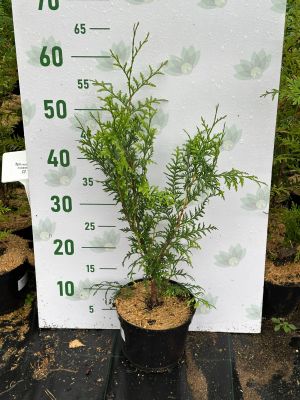 Туя западная Брабант, С2 - Dolina-Sad.Ru