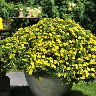 Калибрахоа Алоха Дабл Китрик - Dolina-Sad.Ru