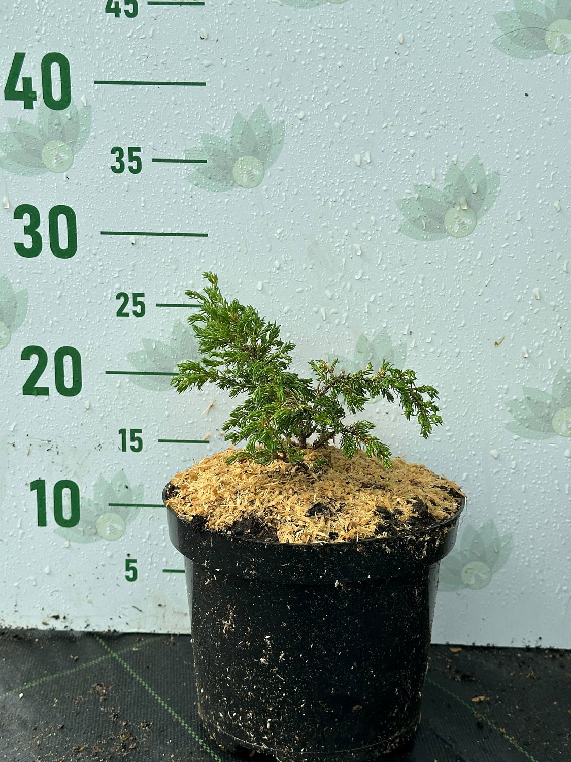 Можжевельник обыкновенный Голдшатц, С3 - Dolina-Sad.Ru