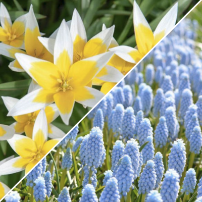 Набор 20 тюльпанов + 20 мускари Набор 20 тюльпанов + 20 мускари фото