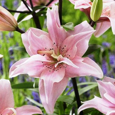 Лилия Элоди Лилия Элоди фото