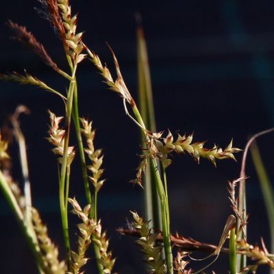 Осока Морроу - Dolina-Sad.Ru