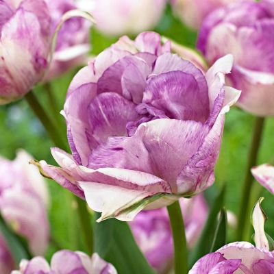 Тюльпан Дабл Ширли Тюльпан Дабл Ширли фото