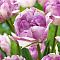 Тюльпан Дабл Ширли Тюльпан Дабл Ширли фото