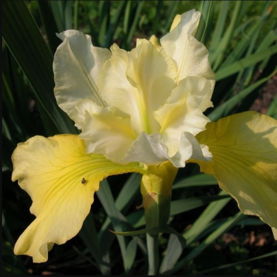 Ирис Саммер Ревелс Ирис Саммер Ревелс фото