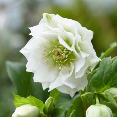 Морозник Дабл Вайт - Dolina-Sad.Ru