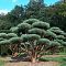 Сосна обыкновенная Ватерери Сосна обыкновенная Ватерери фото