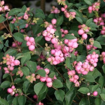 Снежноягодник доренбоза Мэджикал Винтерберри Снежноягодник доренбоза Мэджикал Винтерберри - Dolina-Sad.Ru