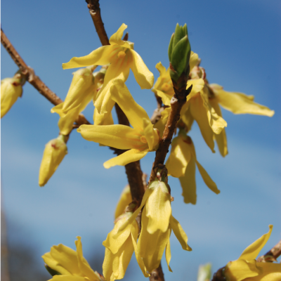 Форзиция европейская Форзиция европейская фото