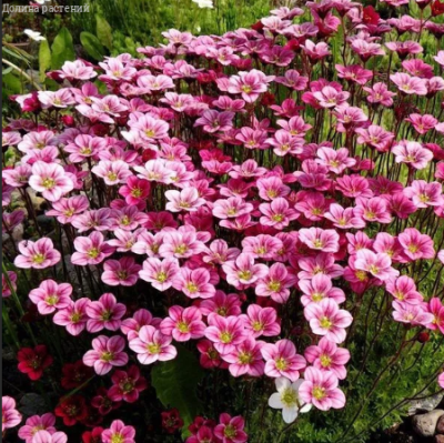 Камнеломка Арендса Розовый ковер Камнеломка Арендса Розовый ковер фото