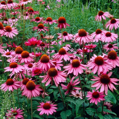 Эхинацея пурпурная Магнус Эхинацея пурпурная Магнус фото