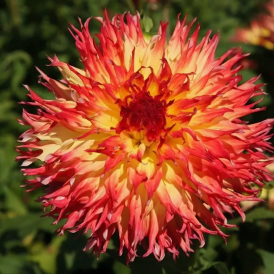 Георгина Пайнлэндс Пэм Георгина Пайнлэндс Пэм фото