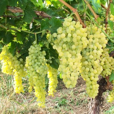 Виноград Алма-Атинский Виноград Алма-Атинский - Dolina-Sad.Ru