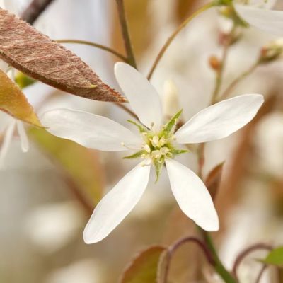 Ирга Ламарка, С3 Ирга Ламарка, С3 - Dolina-Sad.Ru