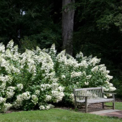 Гортензия метельчатая Киушу Гортензия метельчатая Киушу фото