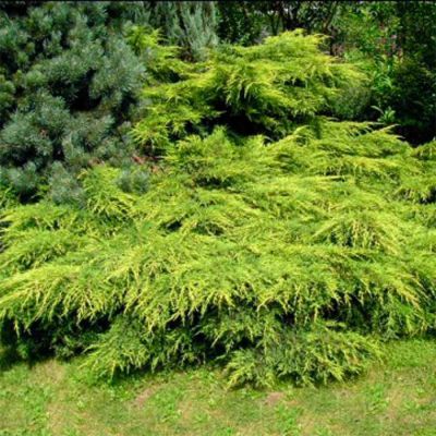 Можжевельник средний Голдкиссен, С3 Можжевельник средний Голдкиссен, С3 - Dolina-Sad.Ru