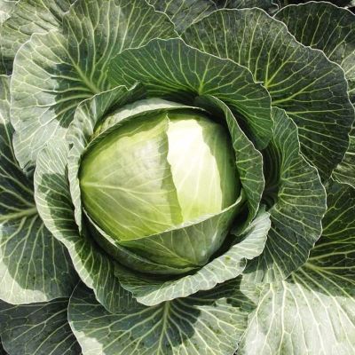 Капуста белокоч. Амтрак F1 (для хранения Голландия) Капуста белокоч. Амтрак F1 (для хранения Голландия) фото