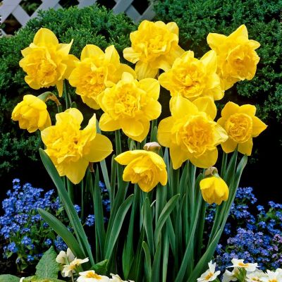 Нарцисс Дик Вилден Нарцисс Дик Вилден фото