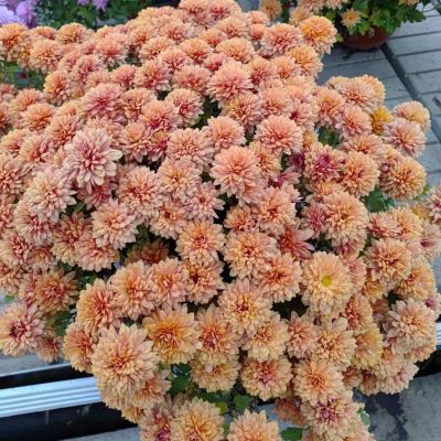 Хризантема мультифлора Персиковая Хризантема мультифлора Персиковая - Dolina-Sad.Ru