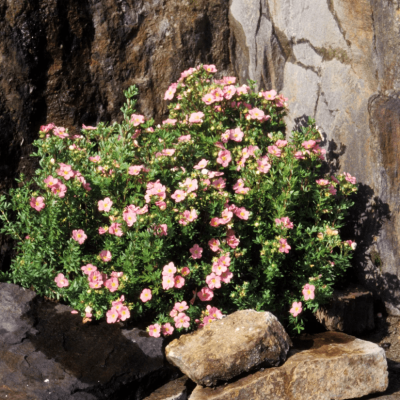 Лапчатка кустарниковая "Лавли Пинк" Лапчатка кустарниковая "Лавли Пинк" фото