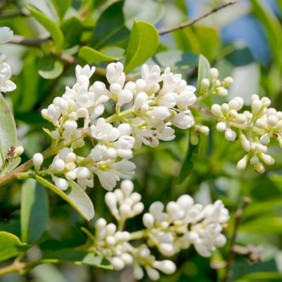 Бирючина обыкновенная - Dolina-Sad.Ru