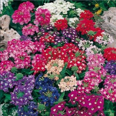 Вербена Гибридная Мамунт Микс Вербена Гибридная Мамунт Микс фото