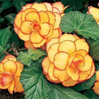 Бегония Биколор Бегония Биколор фото