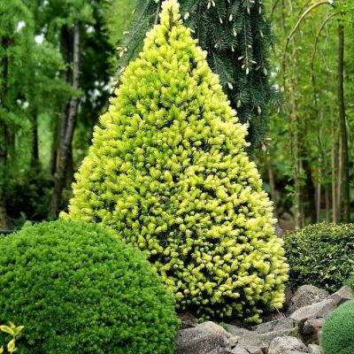 Ель канадская Сан он де Скай Ель канадская Сан он де Скай фото