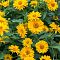 Гелиопсис Скабра - Dolina-Sad.Ru