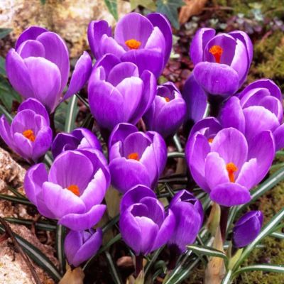 Крокус Ремембранс фото
